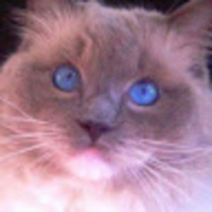 Meet your Posher, Paul